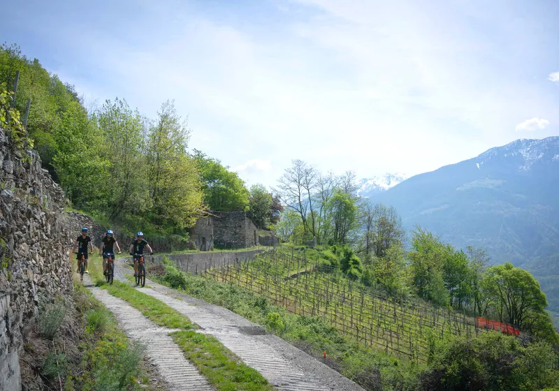 E-Bike Wine Tour in Valtellina: tra vigneti, sapori e panorami unici